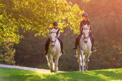 To grey horses on a hack